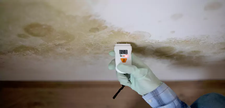 Emergency Mold Remediation in North Metro
